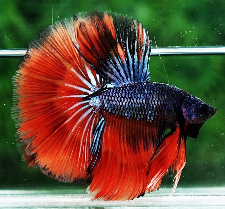 Betta fish HM Star Devil on Fire