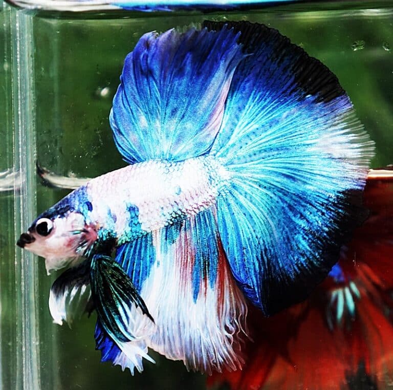 Betta fish OHM Prince of Blue Marble