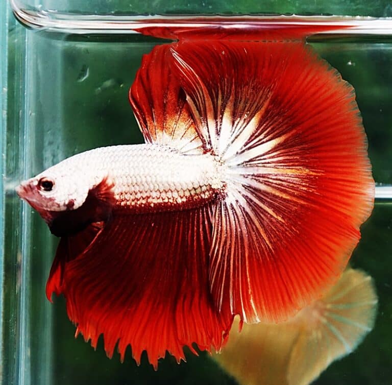 Betta fish OHM Luxury Red Dragon