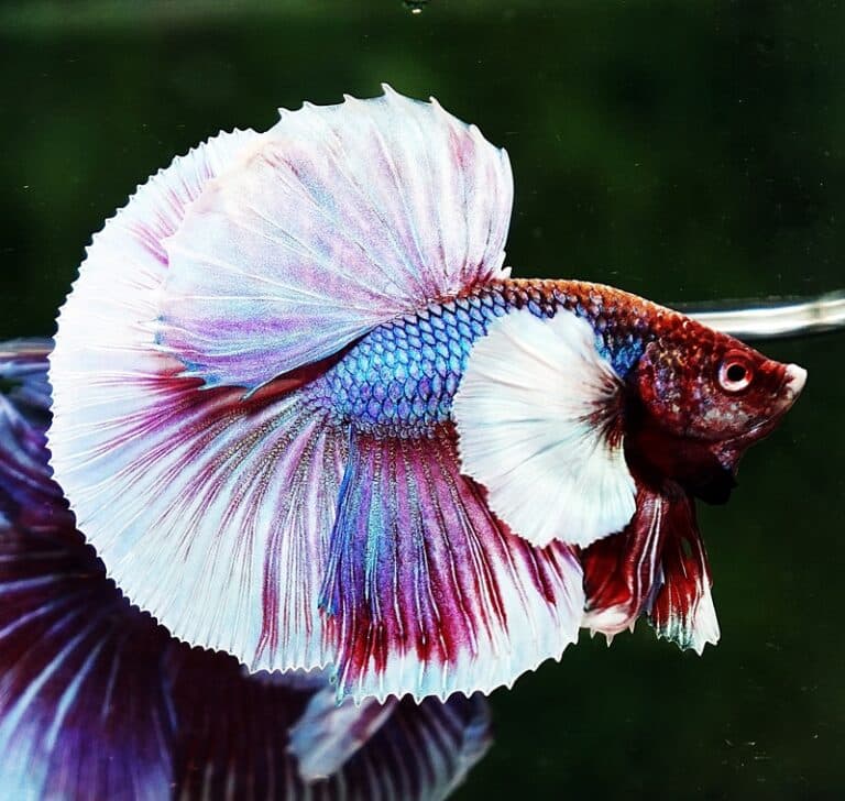 Betta fish HM Purple Salamander Dumbo (Comp Grade) - nicebettathailand.com