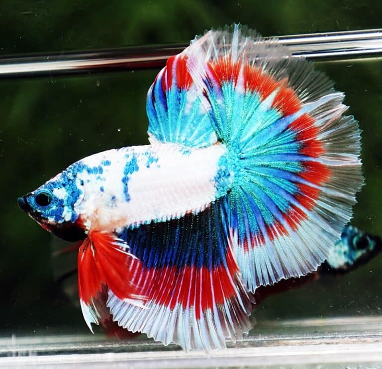 Betta fish OHM Magical Monster Tri color - nicebettathailand.com