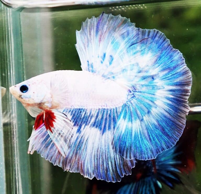 Betta fish OHM The Sky Blue Angle Ring - nicebettathailand.com