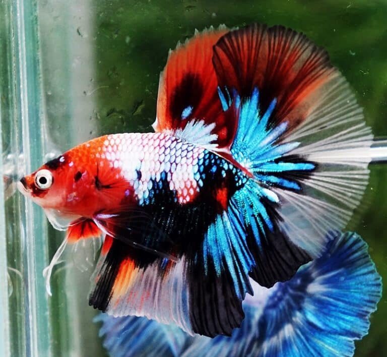 Betta fish OHM Emerald Candy Nemo Galaxy - nicebettathailand.com