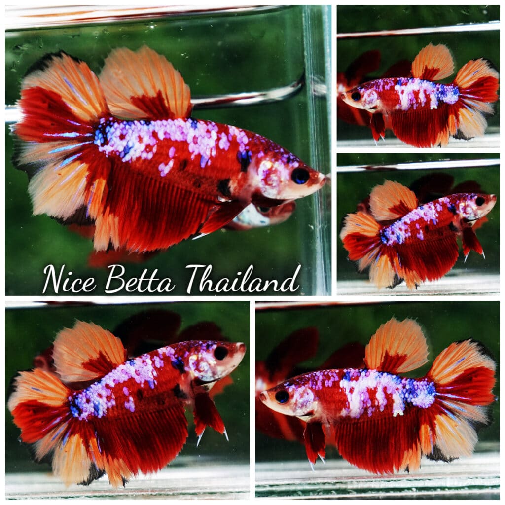 Betta fish Female HM Candy Galaxy - nicebettathailand.com