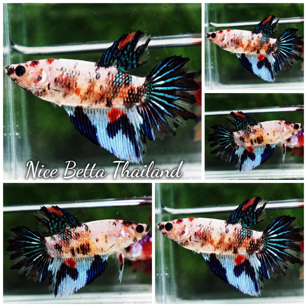 Betta fish Female HM Emerald Koi - nicebettathailand.com