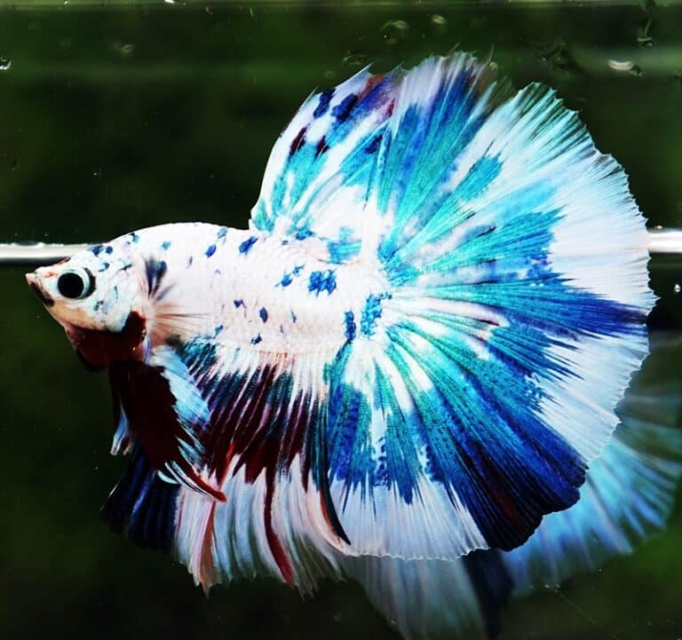 Betta Fish OHM Fancy Blue Marble - Nicebettathailand.com