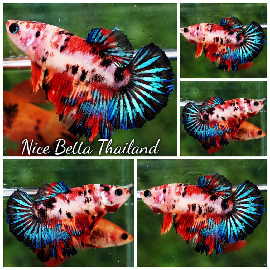 Betta fish Female HM Multicolor Candy Nemo - nicebettathailand.com