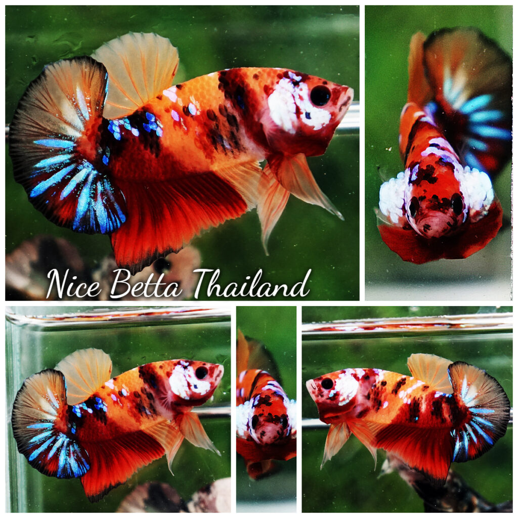 Betta fish HMPK Original Candy Nemo - nicebettathailand.com