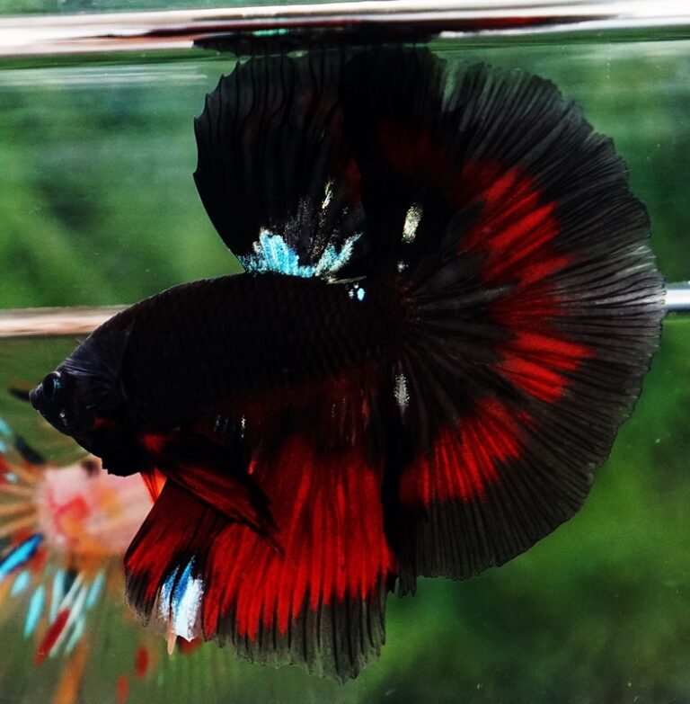 Betta fish OHM Hell Boy Warrior Sky Hawk - nicebettathailand.com