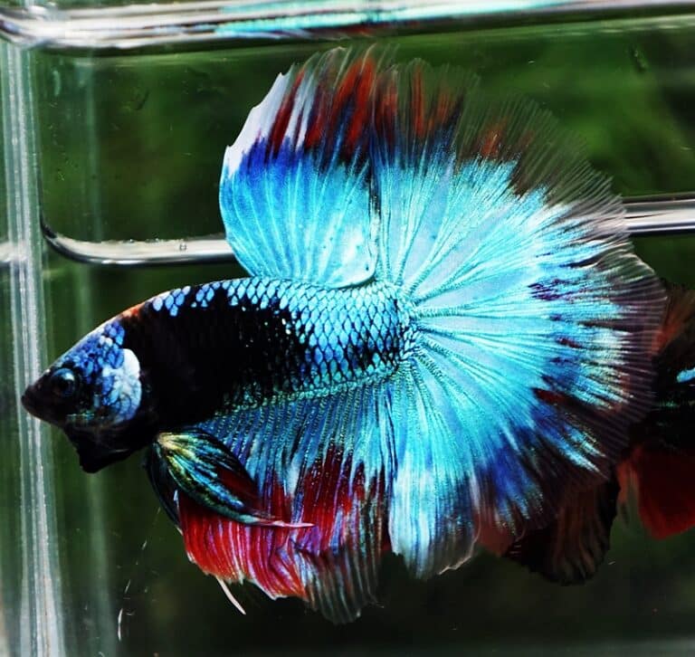 Betta fish HM Full Helmet Devil Avatar Warrior - nicebettathailand.com