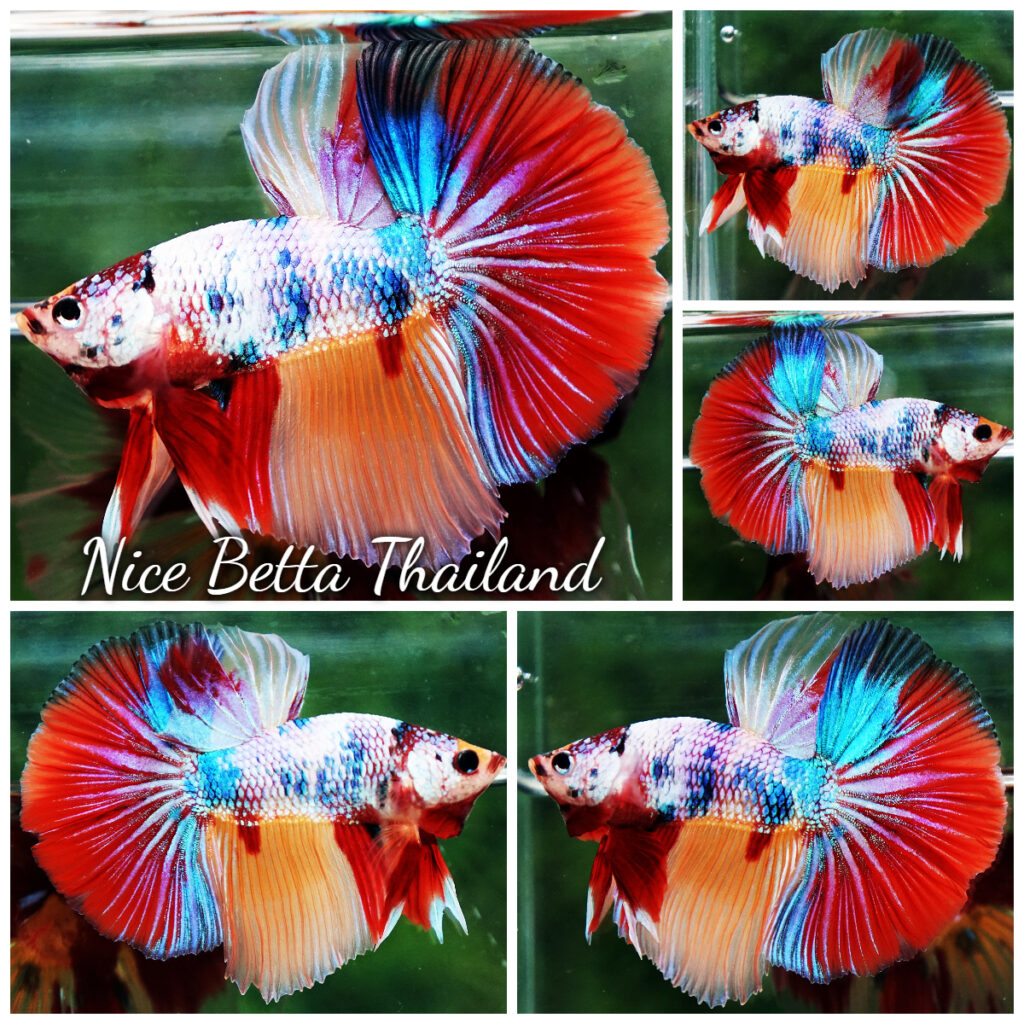 Betta sweet sale