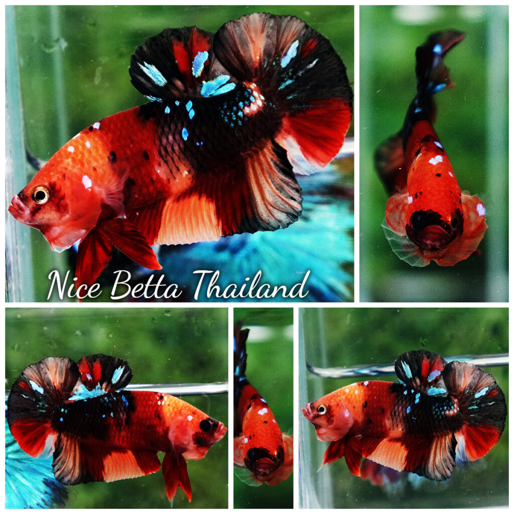 Betta fish HMPK Classic Candy Nemo Star - nicebettathailand.com