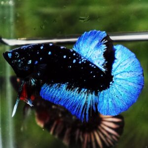 Betta fish HMPK Dark Blue Eyes Avatar