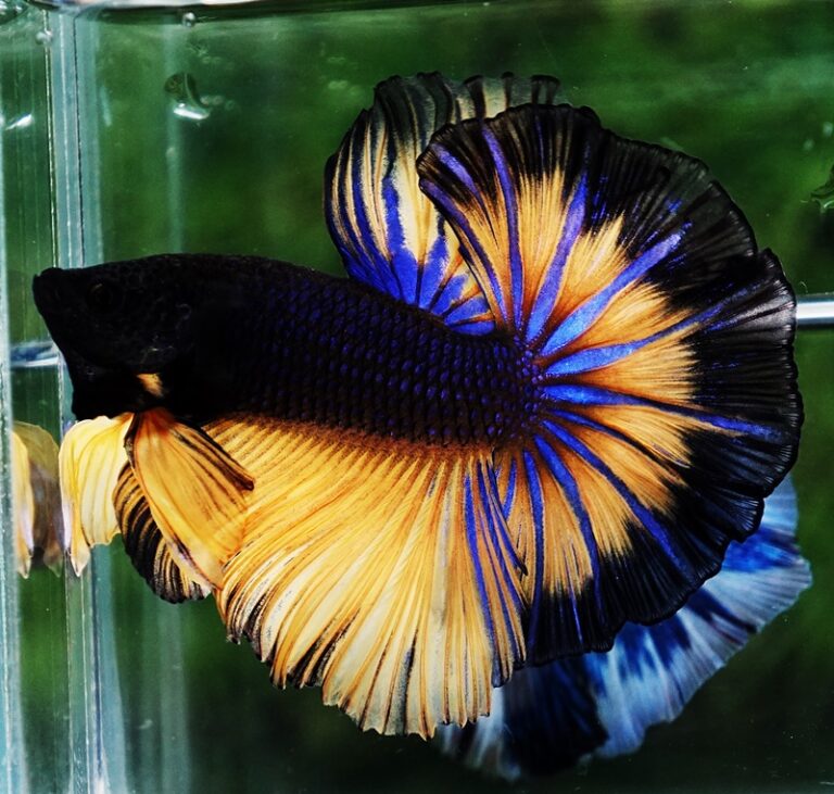 Betta fish OHM Black Pumpkin Butterfly Sky Hawk - nicebettathailand.com