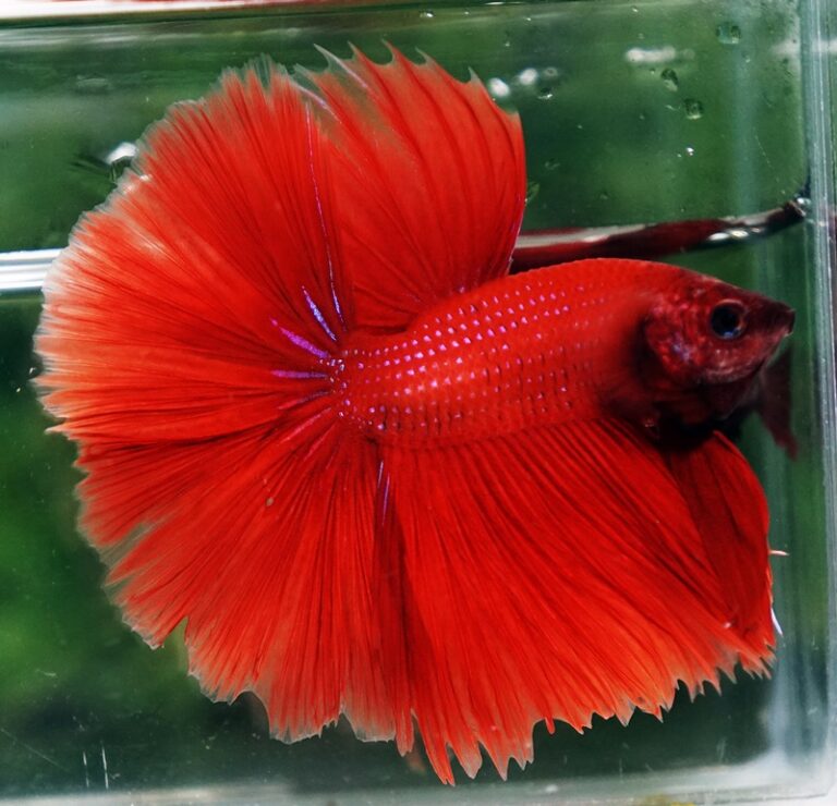 Betta fish HM Big Super Red - nicebettathailand.com