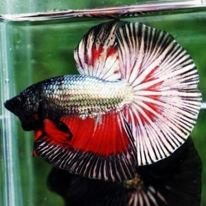 Betta fish HM Hell Copper Butterfly