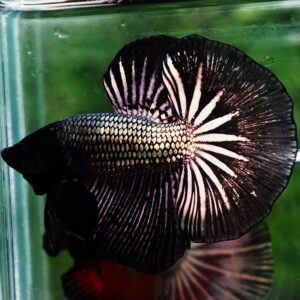 Betta fish for sale