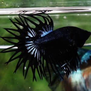 Betta fish CT King Dark Orchid