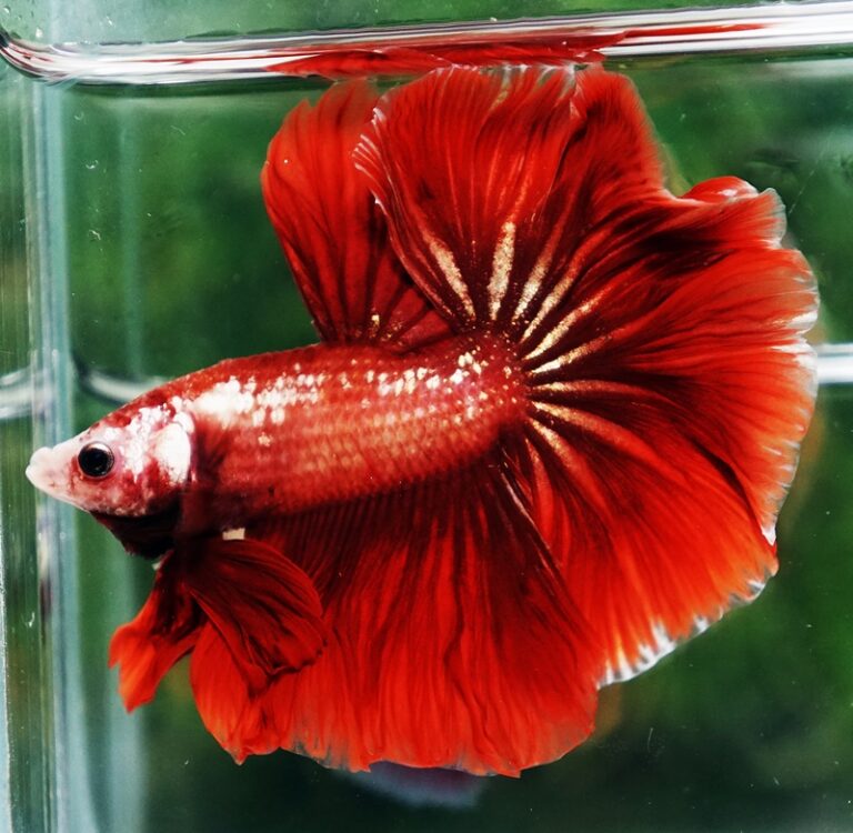 Betta Fish Ohm Red Gold Poison Rosetail - Nicebettathailand.com