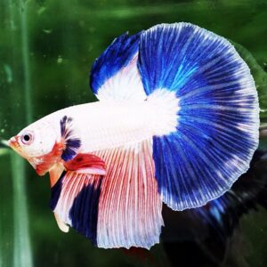 Nice Betta Thailand