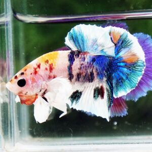 Betta fish HMPK Prince of Candy Yellow base Dumbo by Nice Betta Thailand