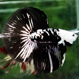 Betta fish HM Shadow Black Samurai Zombie Helmet (Rare) By Nice Betta Thailand