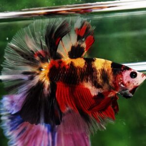 Betta fish OHM Tiger Black Nemo Sky Hawk By Nice Betta Thailand