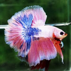 Betta fish OHM Magical Pink Blue Marble Rose tail