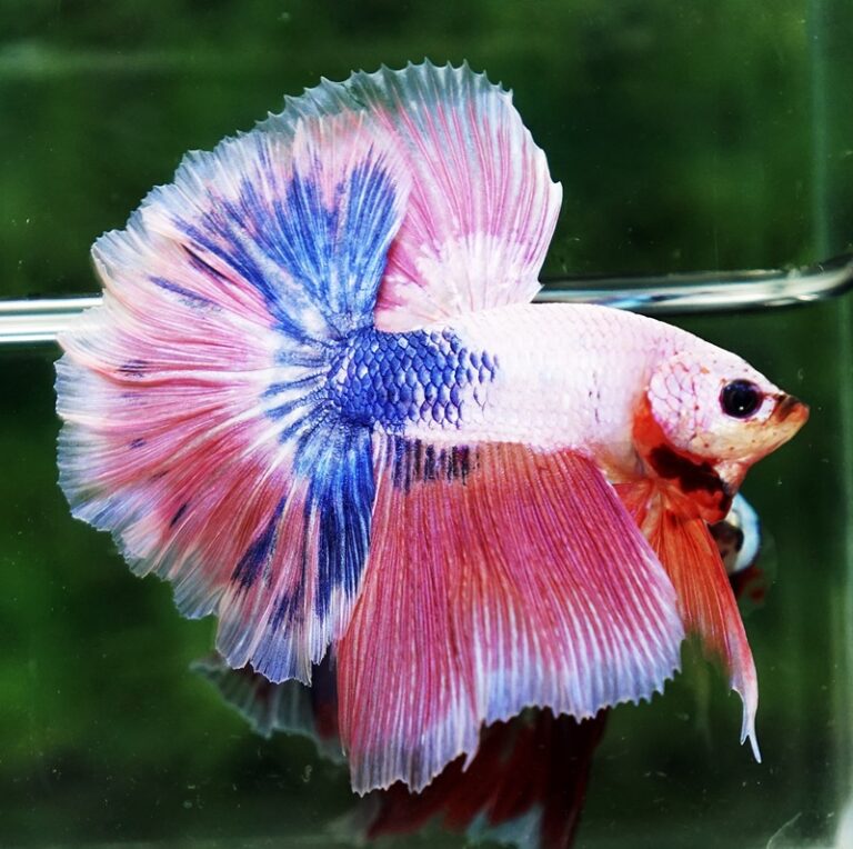 Betta fish OHM Magical Pink Blue Marble Rose tail - nicebettathailand.com