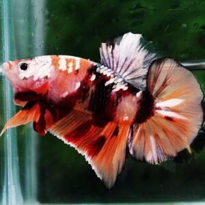 Betta fish HMPK Copper Nemo Tiger By Nice Betta Thailand