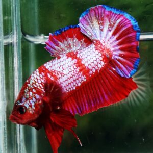 Betta fish HMPK Fancy Red Zebra (Rare) by Nice Betta Thailand