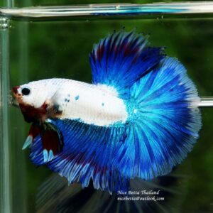 HM Blue Dragon scales (First Blue one in the world) by Nice Betta Thailand