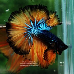 Betta fish OHM Blue Mustard Gas sky hawk by Nice Betta Thailand