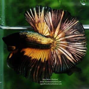 Betta fish OHM Copper MG Sky Hawk by Nice Betta Thailand