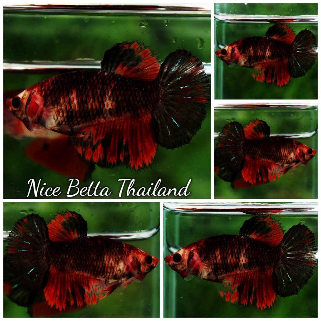 Betta fish Female HM Red Evil Warior - nicebettathailand.com