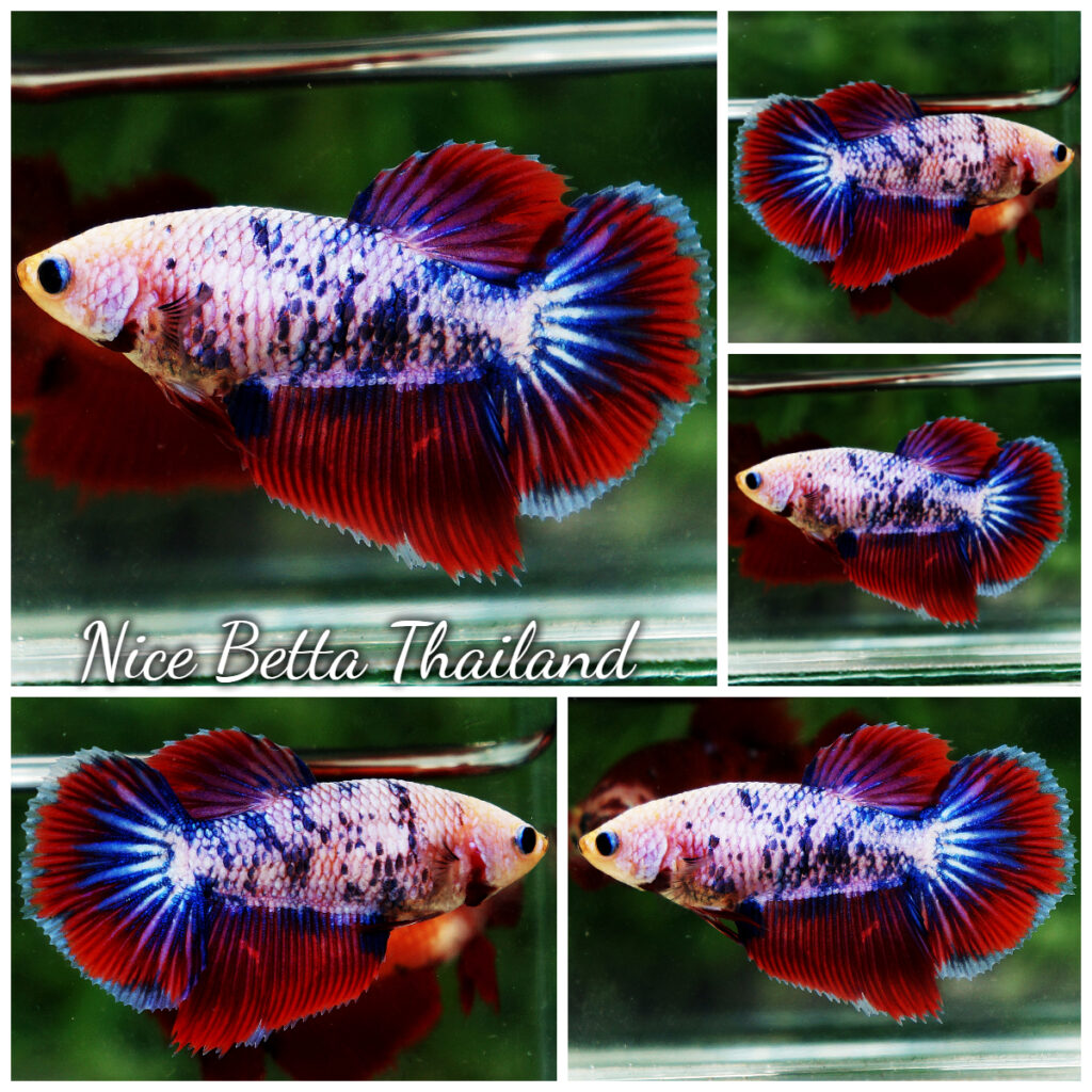 Fancy hot sale female betta