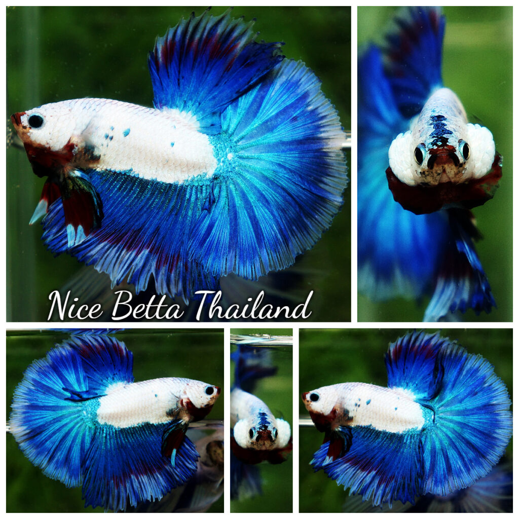 HM Blue Dragon Scales (First Blue one in the world) - nicebettathailand.com