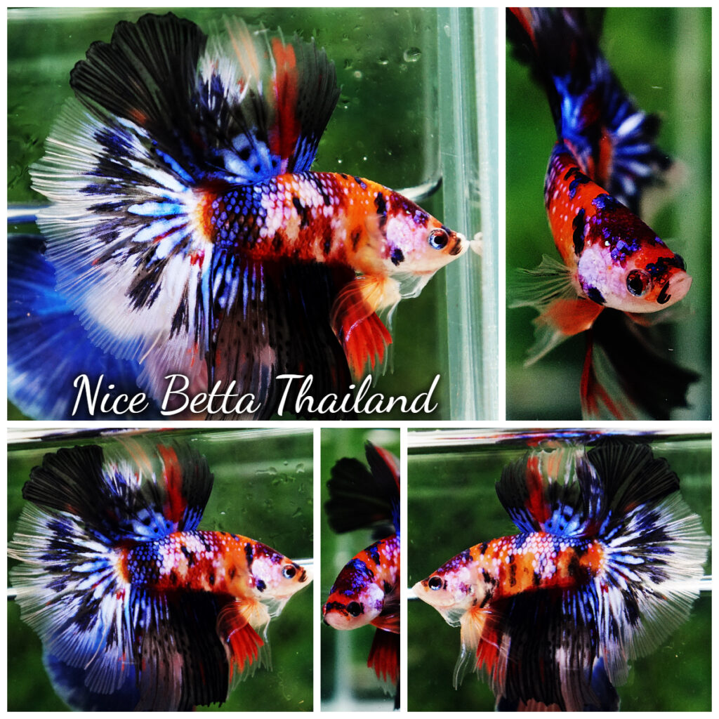 Betta fish HM Multicolor Candy Nemo Hawk - nicebettathailand.com