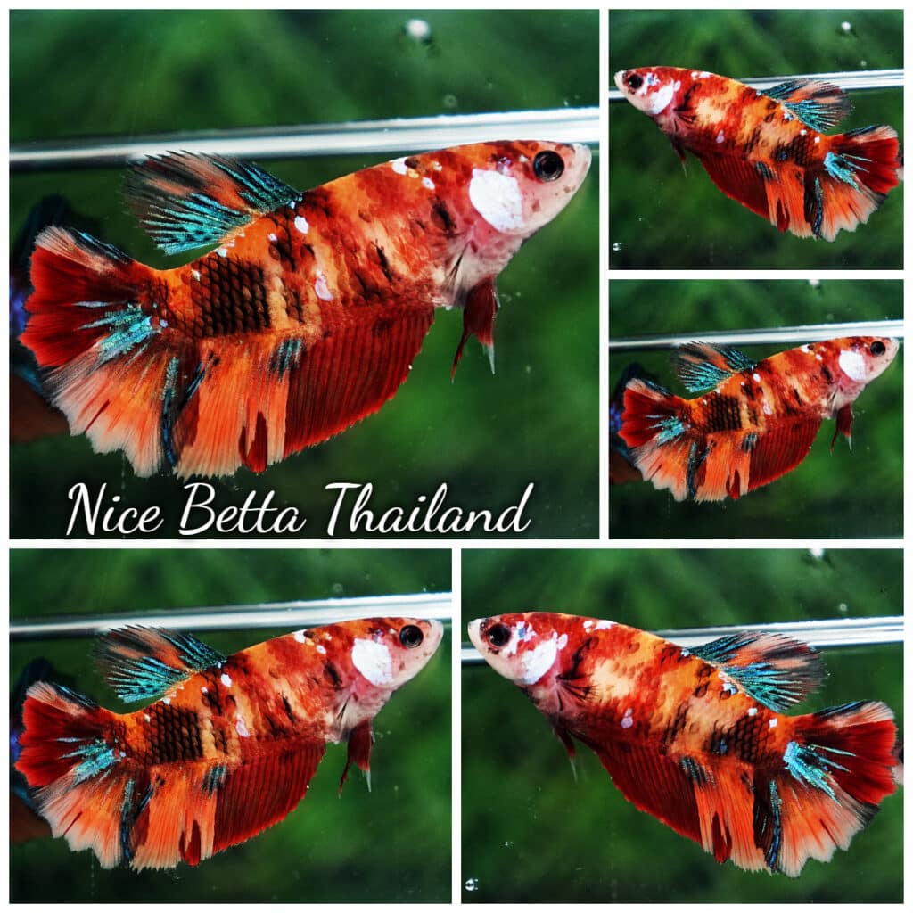 Candy koi betta outlet price