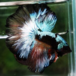 Betta fish OHM Samurai Halloween Warrior