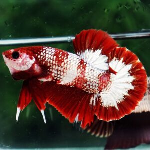 Betta fish OHMPK Sparkle Fancy Red Zebra (Ultra Rare) by Nice Betta Thailand