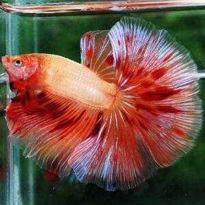 Betta fish OHM Big Armageddon Meteor By Nice Betta Thailand