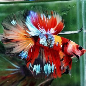 Betta fish HM Prince Multicolor Romania Flag by Nice Betta Thailand