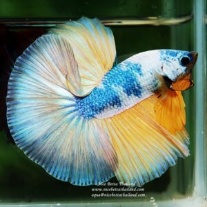 Betta fish OHM Prince of the Macaw by Nice Betta Thailand