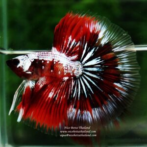 Betta fish OHM Samurai Halloween by Nice Betta Thailand