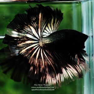 Betta fish OHM King of Copper Vampire (Large fin) by Nice Betta Thailand