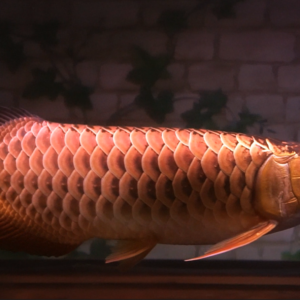 Rare Arowana