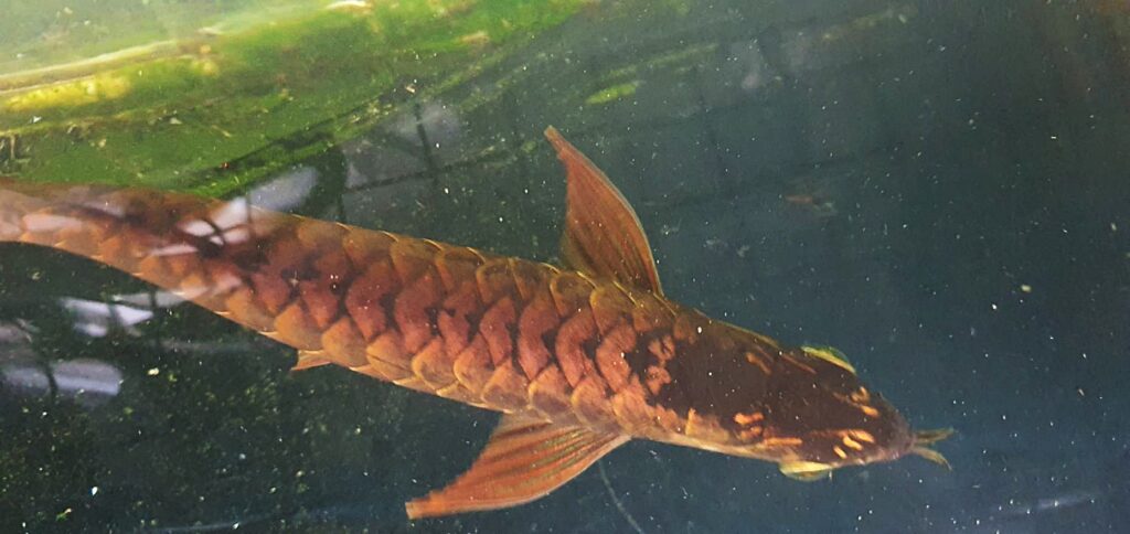 Aee tiew long Rare Arowana - nicebettathailand.com