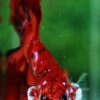 Betta fish HM Blaze Burn Phoenix - Image 6