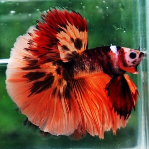 Betta fish HM Tiger Warrior by Nice Betta Thailand